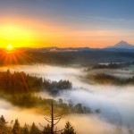 Sunrise-Fog-field-tree-background-3840x2400-1920x1200