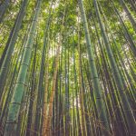 cropped-bamboo-china